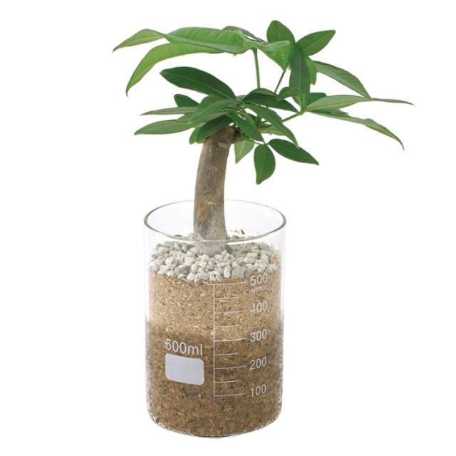 流行に Spice スパイス Spice Of Life ラボガラスビーカー 観葉 植え込み エコスギ Lサイズ Mug 12個 ガーデン 植物 観葉植物 エコスギ 公式店舗 Www Bayounyc Com