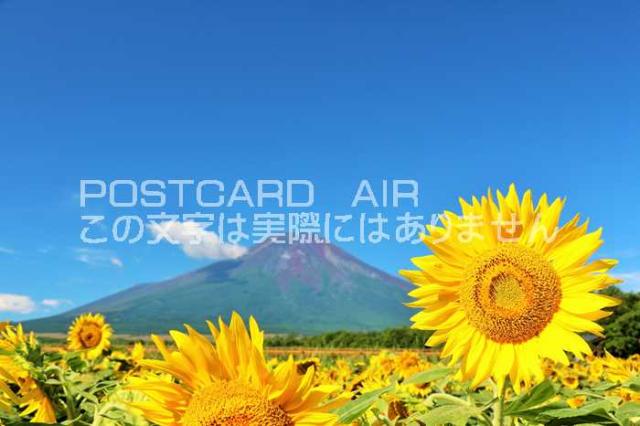 日本の風景ポストカード 山梨県 富士山とひまわりのはがきハガキ葉書 撮影 Yoshio Iwasawa