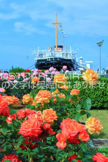 日本の風景ポストカードair 神奈川県横浜市山下公園と氷川丸のはがきハガキ葉書 ストア Kazukiatuko 撮影