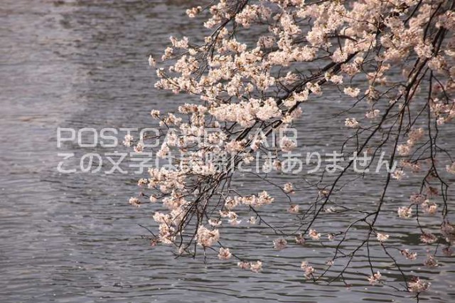 日本の春の風景ポストカード 神奈川県横浜市大岡川の桜13年の葉書ハガキはがき Photo By Miro