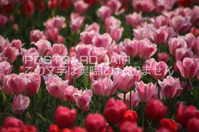 花の風景ポストカード ピンク色のチューリップたちの葉書ハガキはがき Photo By Miro