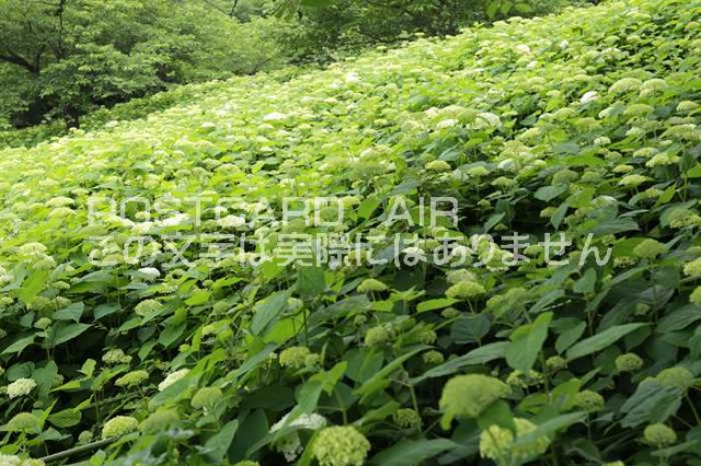 価格 日本の風景ポストカードair 埼玉県権現堂の紫陽花あじさい年葉書ハガキはがき Photo Miro By