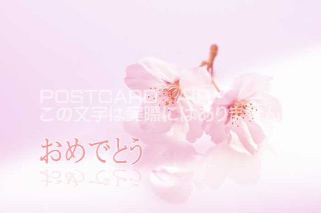 言葉で伝えるポストカードAIR おめでとう 信頼 絵葉書 美品 美しい春の花桜のはがき