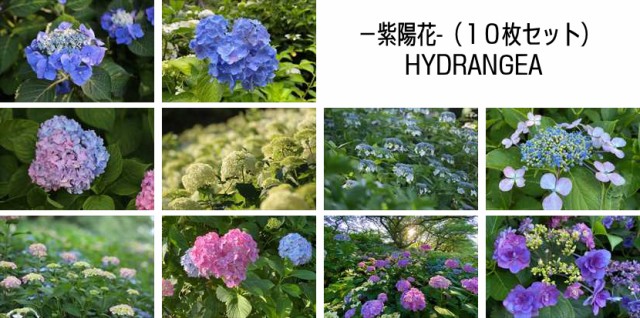 紫陽花10枚セット 埼玉県権現堂の紫陽花アジサイ10枚セット 葉書 ハガキ はがき