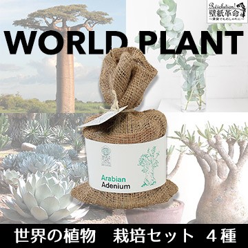 販売終了 世界の植物 World Plant 栽培セット バオバブ ユーカリ アガベ アデニウム 観葉植物 栽培 キット テラコッタ 鉢 種 培養の通販はau Pay マーケット 壁紙革命 賃貸でもおしゃれに 商品ロットナンバー