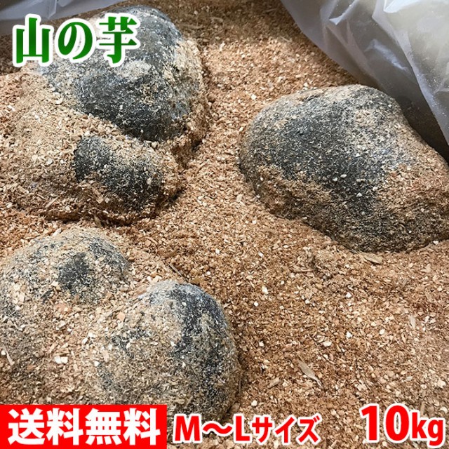 ポイント10倍 送料無料 青森県産他 山の芋 つくね芋 優品 M Lサイズ