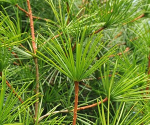 メール便選択で送料無料 コウヤマキ 精油 エッセンシャルオイル 高野槇 和歌山県 5ｍｌ山林栽培 和の精油の通販はau Pay マーケット らくらくエコショップ 商品ロットナンバー