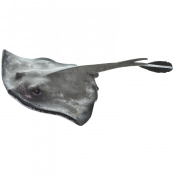 Safari サファリ社 アニマルフィギュア インクレディブルクリーチャー ヒラタエイ の通販はau Pay マーケット ビバリオ 商品ロットナンバー