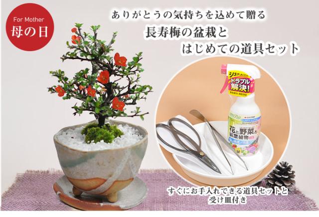 おしゃれ 母の日ギフト 長寿梅白掛とはじめて道具セット 白掛の受皿付き 母の日 盆栽 ミニ盆栽 鉢植 花ギフト 趣味 贈り物 鉢植え 速達メール便 Www Flixel Org