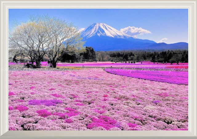 工房直送価格 絵画風 壁紙ポスター 富士芝桜 富士山 本栖湖 富士芝桜まつり さくら 扉なし窓仕様 Fjs 041na1 A1版 0mm 585mm 公式の Sportunia Com