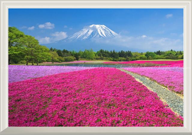 お客様満足度no 1 絵画風 壁紙ポスター 富士芝桜 富士山 本栖湖 富士芝桜まつり さくら 扉なし窓仕様 Fjs 057na1 A1版 0mm 585mm 60 Off Asadtv Com