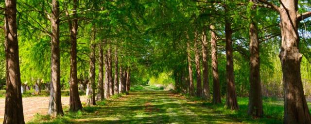 超美品 人気上昇中 絵画風 壁紙ポスター 並木道 森林 森林浴 緑 目の保養 気分転換 Snr 114p1 パノラマ版 1440mm 576mm 激安の Graceowennursery Co Uk