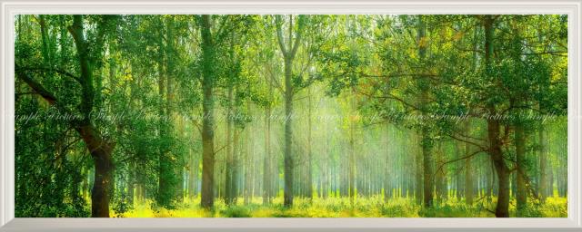 森 新緑と紅葉の森林浴 森林 パノラマ版 陽射し 癒し 絵画風 パノラマ 扉なし窓仕様 144 絵画風 日光浴 目の保養 Snr 105np1 壁紙ポスター パノラマ版 144
