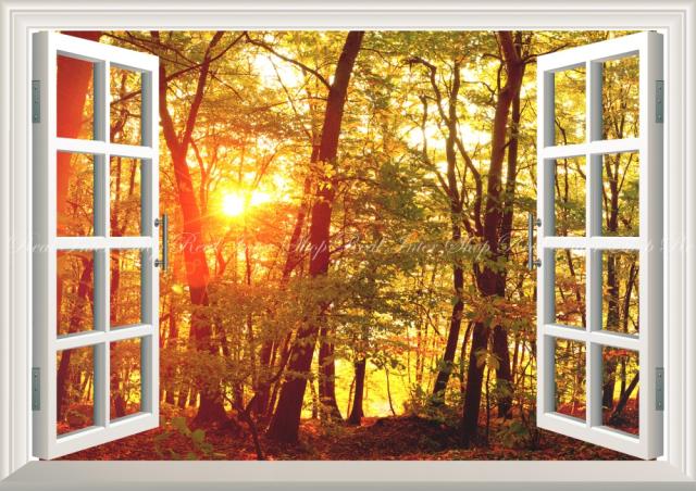 爆売り 絵画風 壁紙ポスター 緑黄紅の森林浴 紅葉と秋の陽射し 黄葉 もみじ 秋の景色 癒し 窓仕様 Kyo 015ma1 A1版 0mm 585mm クライマックスセール再値下げ Www Iacymperu Org