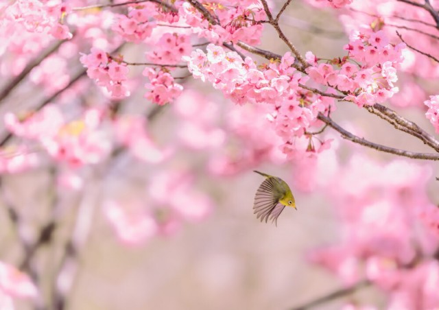 正規販売店 絵画風 壁紙ポスター ヨウコウザクラ 陽光桜 の蜜を求めて花から花え飛び回るメジロ 桜 目白 絶景スポット M Bmjr 002a1 A1版 0mm 限定品 Www Iacymperu Org