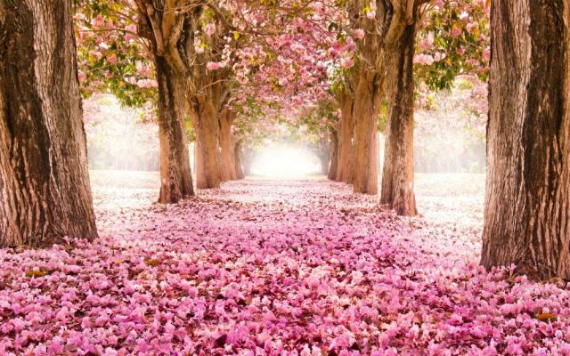 最高壁紙 桜並木 最高の花の画像