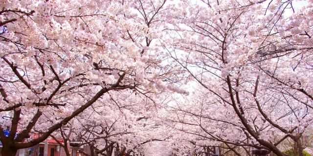 72時間限定タイムセール 絵画風 壁紙ポスター さくらの開花 春の景色 桜の木 サクラ 八重桜 ソメイヨシノ Fskr 025s1 1152mm 576mm 在庫処分大特価 Farmerscentre Com Ng