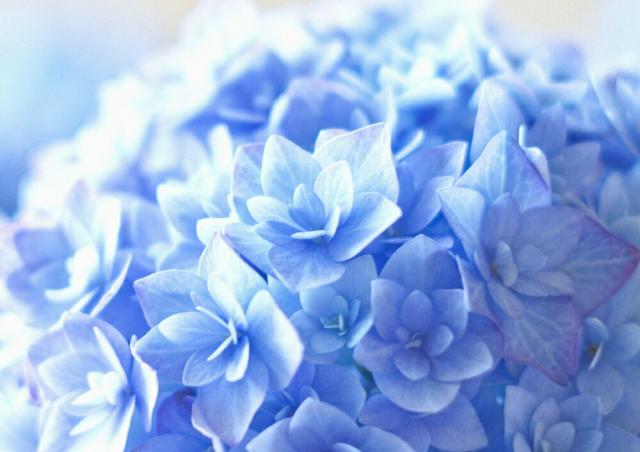 信頼 絵画風 壁紙ポスター はがせるシール式 紫のアジサイ 紫陽花 ホンアジサイ ガクアジサイ 花 キャラクロ Fajs 001a1 A1版 0mm 58 交換無料