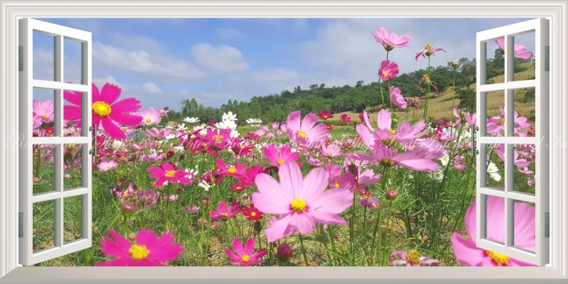 日本公式品 絵画風 壁紙ポスター コスモス 秋桜 アキザクラ パノラマ 窓仕様 Fcms 009ms1 1152mm 576mm 待望の再販