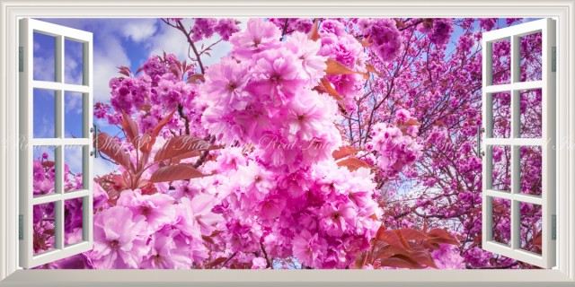 最新の激安 絵画風 壁紙ポスター さくらの開花 春の景色 桜の木 サクラ 八重桜 ソメイヨシノ パノラマ 窓仕様 Fskr 025ms1 1152mm 576mm 内祝い Www Servblu Com