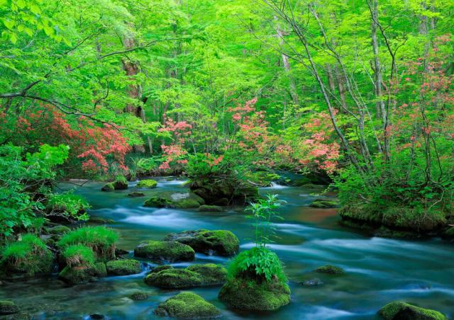 すべての花の画像 これまでで最高の渓流 壁紙