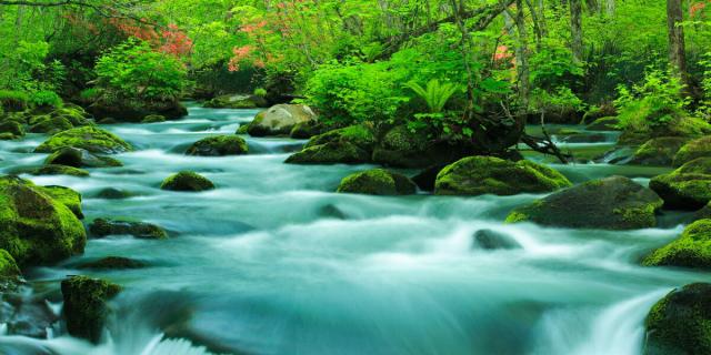 ぽっきりsale対象 絵画風 壁紙ポスター 地球の撮り方 ツツジ映える新緑の奥入瀬渓流 青森県十和田市 パノラマ C Zjp 047s1 1152mm 576mm 第1位獲得 Abcdentalsurgery Co Uk