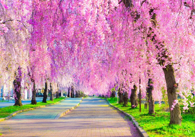 ギフ 包装 絵画風 壁紙ポスター 地球の撮り方 日本の絶 喜多方市の日中線記念自転車歩行者道のしだれ桜 しなだれるピンクのシャンデリア