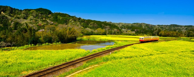 お洒落 絵画風 壁紙ポスター 地球の撮り方 小湊鉄道の菜の花畑を走るトロッコ列車 千葉県市原市 パノラマ 日本の絶景 C Zjp 081p1 パノラマ ロングセラー Carlavista Com