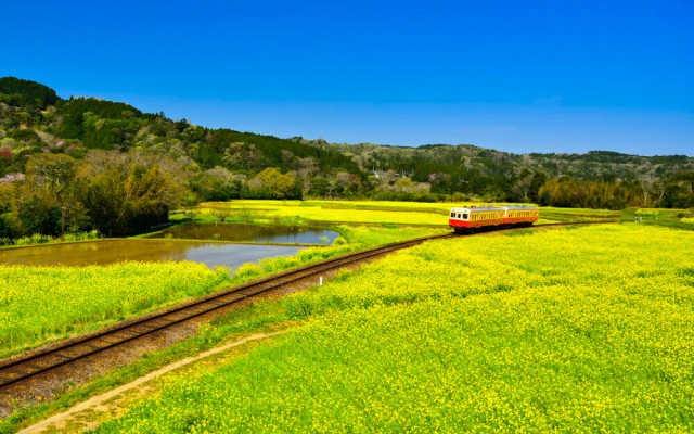 売れ筋 絵画風 壁紙ポスター 地球の撮り方 小湊鉄道の菜の花畑を走るトロッコ列車 千葉県市原市 日本の絶景 C Zjp 081w1 ワイド版 921mm 5 好評継続中 今だけ限定価格 Farmerscentre Com Ng