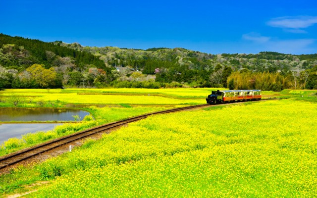 絵画風 壁紙ポスター 地球の撮り方 小湊鉄道の菜の花畑を走る