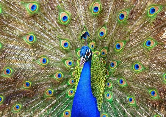 絵画風 壁紙ポスター クジャクの飾り羽 孔雀 クジャク 芸術の羽 青緑 藍色 鳥 キャラクロ Bkjk 010a2 版 594mm 4mm の通販はau Wowma ワウマ レアルインターショップ Au Wowma 店 商品ロットナンバー