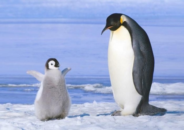 ラブリー壁紙 ペンギンの問題 最高の花の画像