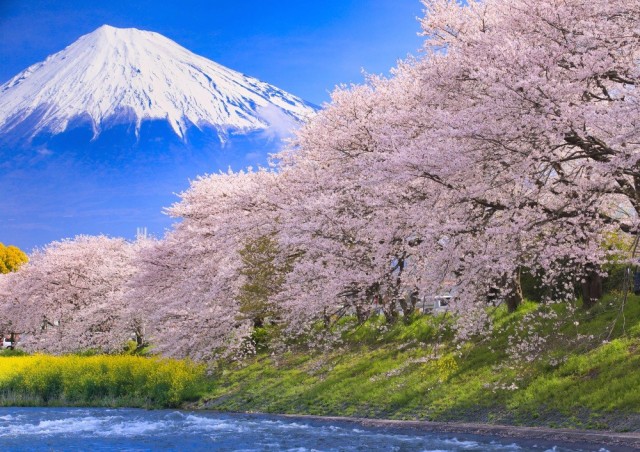 無料印刷可能桜 富士山 壁紙 Iphone すべての美しい花の画像