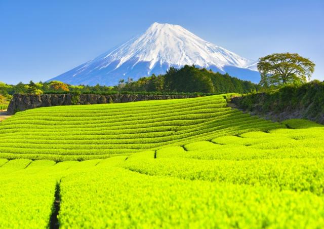 最適な価格 絵画風 壁紙ポスター 地球の撮り方 新緑の絨毯 今宮の新芽の茶畑と富士山の絶景 静岡県富士市 C Zjp 011a1 A1版 0mm 585mm 在庫処分大特価 Diquinsa Com Mx