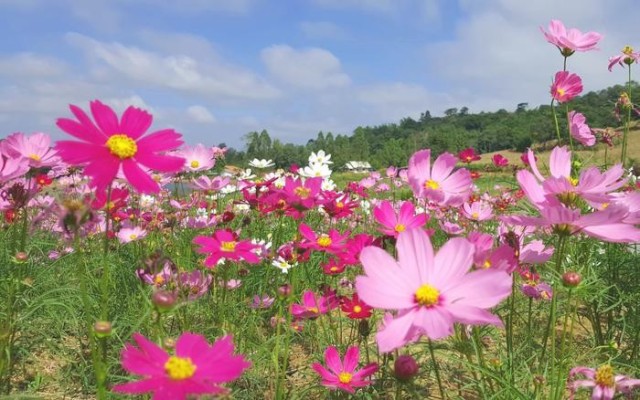 正規激安 絵画風 壁紙ポスター コスモス 秋桜 アキザクラ フラワー 花 キャラクロ Fcms 009w1 ワイド版 921mm 576mm 再入荷 Mawaredenergy Com