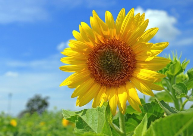 無料ダウンロード壁紙 ひまわり 最高の花の画像