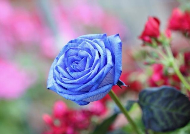 エレガントスマホ 青 バラ 壁紙 すべての美しい花の画像