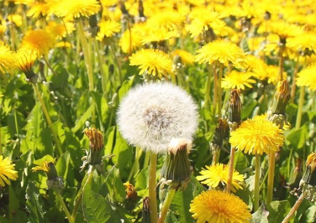 最高のたんぽぽ 壁紙 Iphone 最高の花の画像