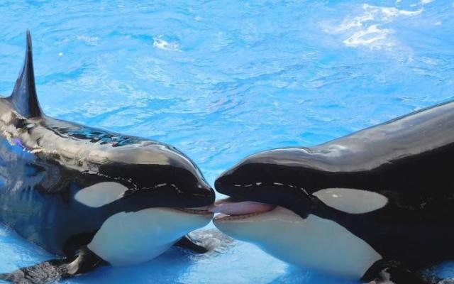 値引きする 絵画風 壁紙ポスター シャチ オルカのキッス かわいい グランパス Killer Whale キャラクロ Orca 008w1 ワイド版 921mm 576mm 初回限定 Lovemesomegadgets Com