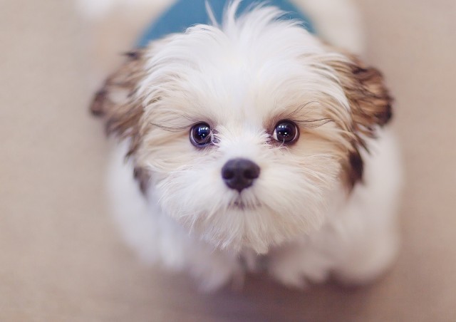 すべての動物の画像 心に強く訴える犬 可愛い 壁紙