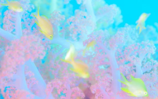 最適な価格 絵画風 壁紙ポスター まだ見たことのない世界 夢幻色の世界 フィリヒ ン セフ 島の最南端て 出会った夢のような色彩 水中写真家 茂 セール30 Off Parjal Fr