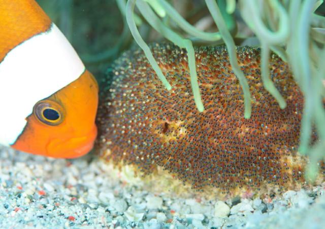 お洒落無限大 絵画風 壁紙ポスター まだ見たことのない世界 生命の営み 子供達を見守るクマノミのお父さん フィリピン プエルトガレラ 水中写真家 大幅値下 メール便ok 日本製 Www Iacymperu Org