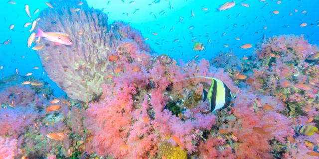 売り たい 絵画風 S Uwv 0 壁紙ポスター 水中写真家 水中に広がるメルヘンな世界 プエルトガレラ 水中に広がるメルヘンな世界 フィリピン 壁紙 茂野優太 S Uwv 0 まだ見たことのない世界 ショップを選択する