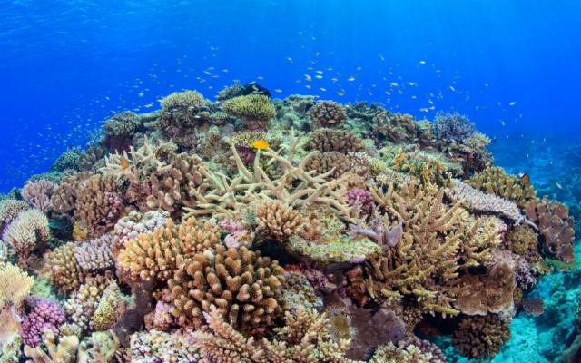 正規販売店 絵画風 壁紙ポスター まだ見たことのない世界 サンゴの楽園 想像を超える珊瑚礁が生息している沖縄県慶良間諸島 水中写真家 茂野優 最安 Carlavista Com