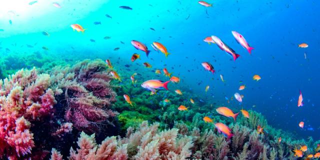 楽天市場 絵画風 壁紙ポスター まだ見たことのない世界 美しい日本の海 カラフルな魚たちが元気に泳ぎ回る静岡県伊豆半島の海 水中写真家 茂 受注発注 Diquinsa Com Mx