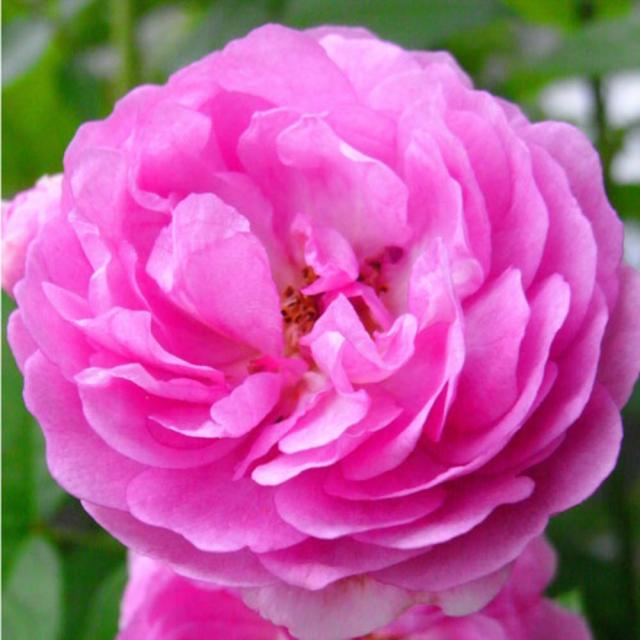 バラ苗 2年大株 4号 エクセレンツフォンシューベルト Climbing Roses C0378 クライミング ローズ 送料無料 お彼岸 敬老の日 贈答の通販はau Pay マーケット 花とお酒とギフト銀座東京フラワー 商品ロットナンバー