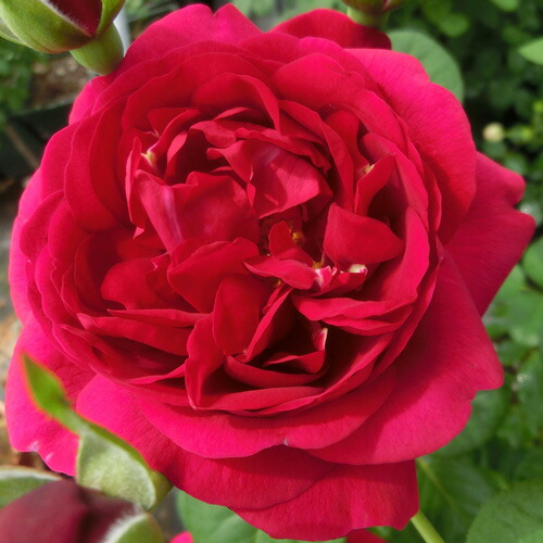 バラ苗 2年大株 4号 カプリシアルネッサンス Climbing Roses F0973 クライミング ローズ 送料無料 母の日の通販はau Wowma ワウマ 銀座東京フラワー 商品ロットナンバー