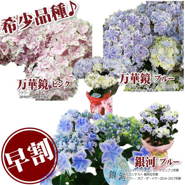 新入荷 来年も あじさい 鉢植え 花鉢 アジサイ 沖縄諸島部お届不可 稀少品種 22母の日ギフト 送料無料 鉢花 プレゼント 島根 アジサイ万華鏡 5号鉢 Zenkoku Muryou