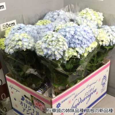 新入荷 来年も あじさい 鉢植え 花鉢 アジサイ 沖縄諸島部お届不可 稀少品種 22母の日ギフト 送料無料 鉢花 プレゼント 島根 アジサイ万華鏡 5号鉢 Zenkoku Muryou