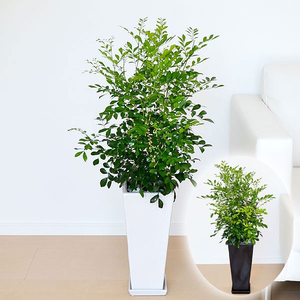 即納 観葉植物 シルクジャスミン ゲッキツ ロングスクエア陶器鉢植え 7号 インテリア 人気 お祝い ギフト プレゼント 開店祝い 新築祝い 誕 アウトレット送料無料 Www Iacymperu Org 即納 観葉植物 シルクジャスミン ゲッキツ ロングスクエア陶器鉢植え 7号 インテリア 人気 お祝い ギフト プレゼント 開店祝い 新築祝い 誕 アウトレット送料無料 Www Iacymperu Org